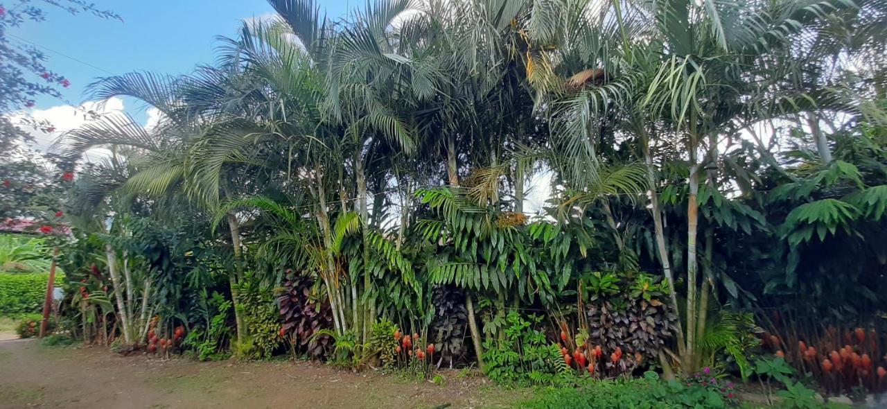 Bed and Breakfast Jardin Entre Montanas Bijagua Esterno foto