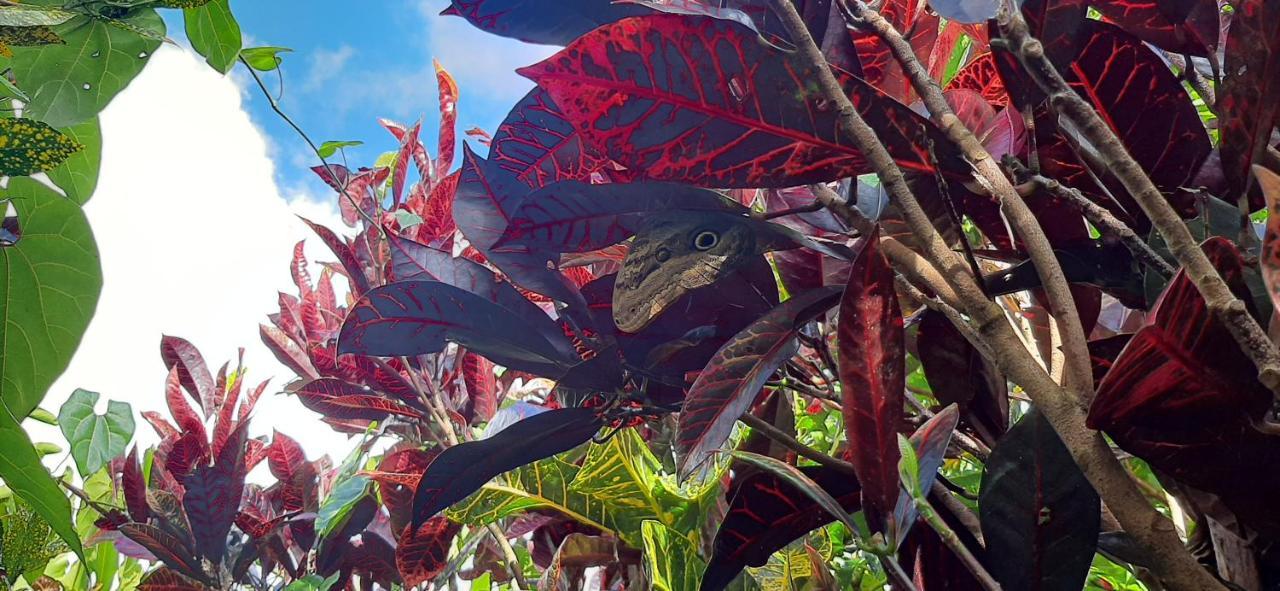 Bed and Breakfast Jardin Entre Montanas Bijagua Esterno foto