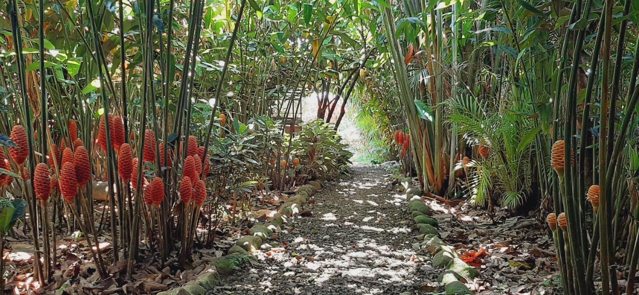 Bed and Breakfast Jardin Entre Montanas Bijagua Esterno foto