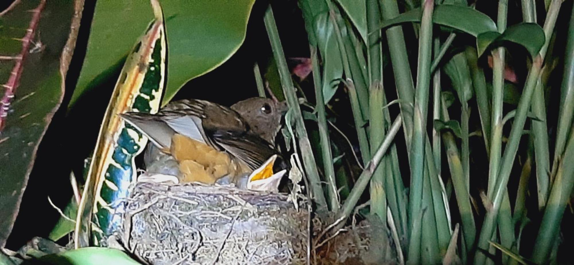Bed and Breakfast Jardin Entre Montanas Bijagua Esterno foto